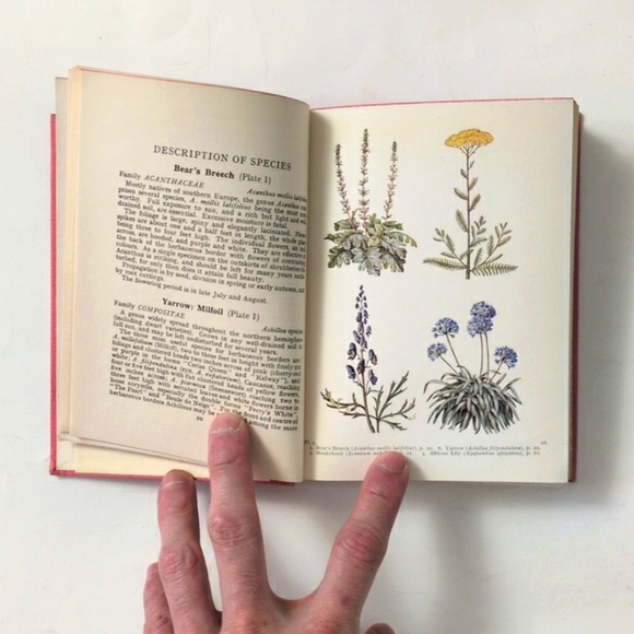 The Book of Garden Flowers - 1954 - Picture 6 of 16